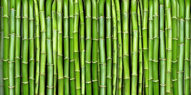 Green Bamboo For Resist Insects and Rot