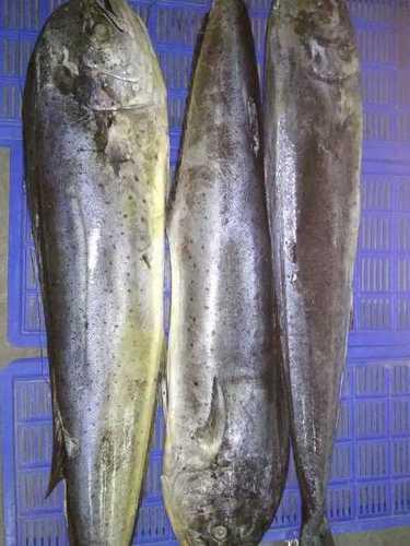 Machine Spare Part Frozen Mahi Mahi (Apush) Fish