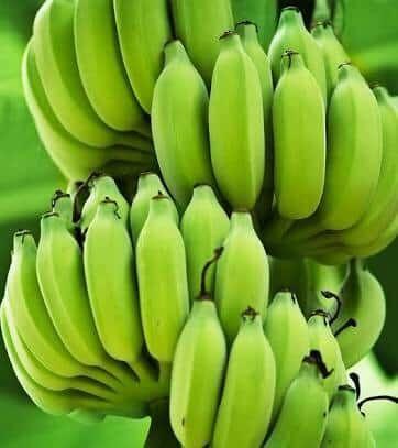 Fresh Farm Raw Banana