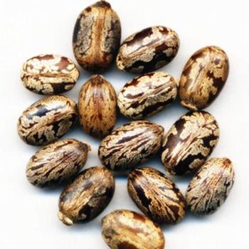 High Quality Castor Seeds