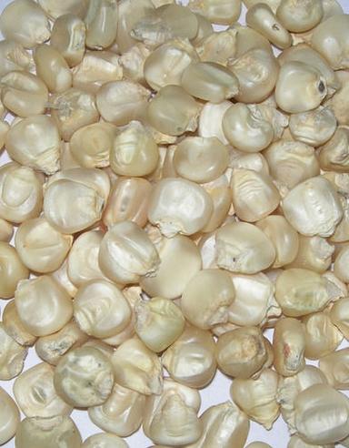 Organic Dried White Corn