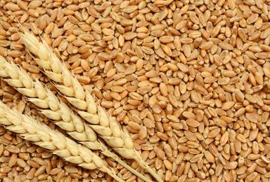 Organic High In Protein Wheat Grain