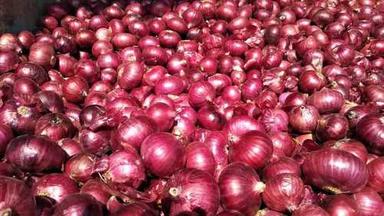 Available In Multi Color Export Quality Fresh Red Onion
