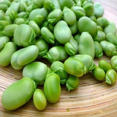 Common Fresh Green Faba Beans