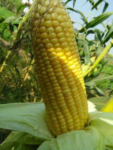 Tasty Yellow Sweet Corn