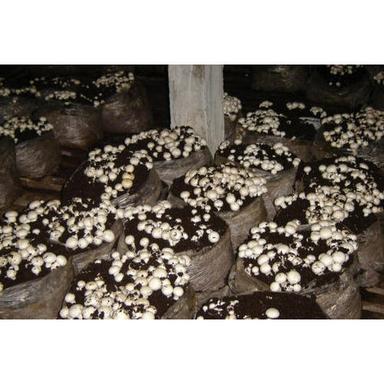 Mushroom Cultivation Consultant Service