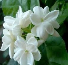 White Fresh Jasmin Flowers