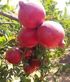 Common Farm Fresh Organic Pomegranate