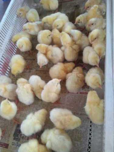 Poultry Broiler Chicks