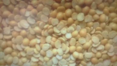 Common Whole Masoor Dal, Sabut Masoor Or Whole Red Lentils