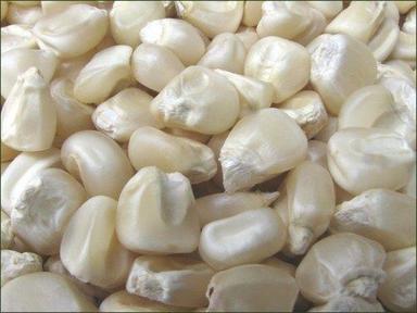 Farm Fresh White Corn