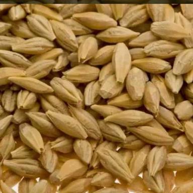 Common Natural Dried Barley Seeds