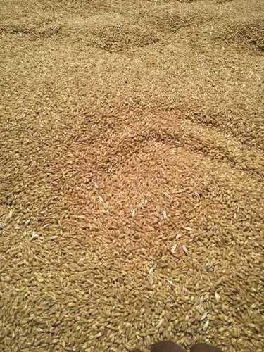 Normal Sehore Mp Dried Wheat Grain