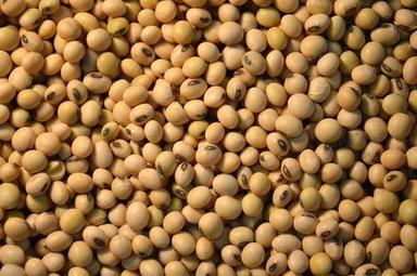 Fresh Soya Beans Seeds Packaging: Bulk