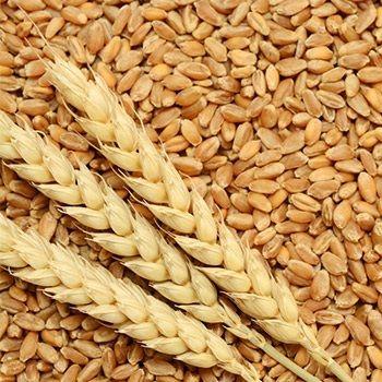 Quality Tested Cereal Grains Crop Year: Last Year Years