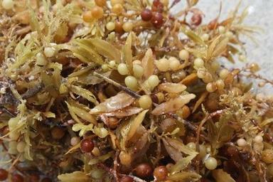 Herbal Sargassum Seeds