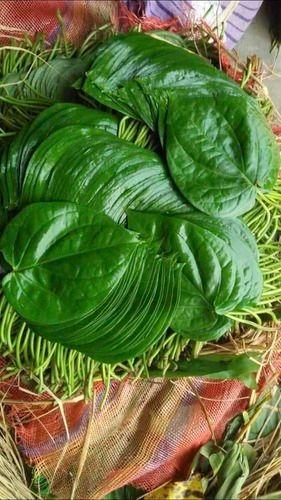 Green Fresh Bangla Betel Leave (Paan)