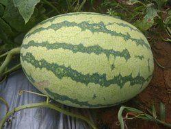 Hybrid Watermelon Fruit Seeds