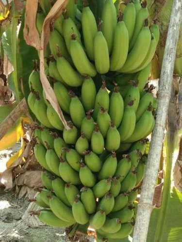 Common Rich In Vitamin Green Banana