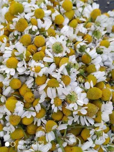Yellow & White Natural Dried Chamomile Flower