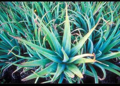 Natural Herbal Aloevera Leaves Ingredients: Aloe Vera