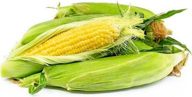 Multi Vitamins Yellow Corn Crop Year: Current Years