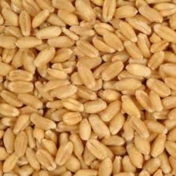 Normal Milling Wheats