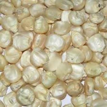 Common White Maize