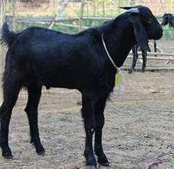 Country Black Goat