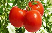 Natural A Grade Tomato Seed