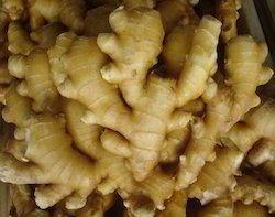 Fresh Ginger For Cooking And Medicine Preserving Compound: Natural