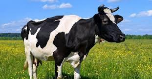 Black & White Healthy Dairy Milk Cow