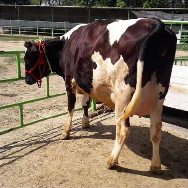 Brown & White High Milk Productive Jersey Cow