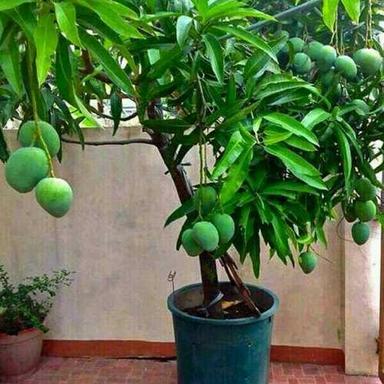 Green Color Mango Plant