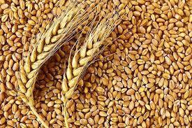Available In Different Color Indian Organic Wheat Grain