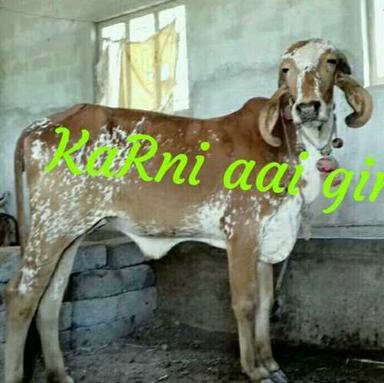 Healthy Brown Gir Cow