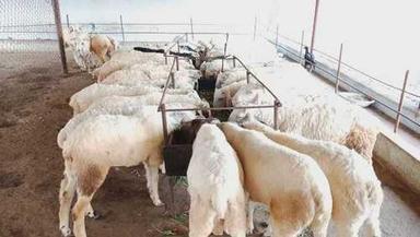 Dorper Livestock Healthy Sheep