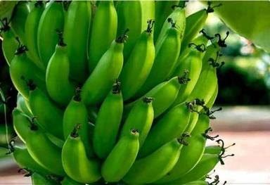 Green Organic Plantain Bananas Size: Vary