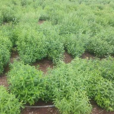 Green Herbal Stevia Plant Size: Vary