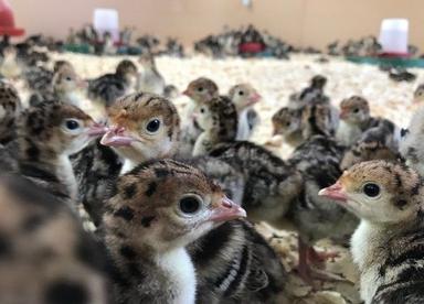 Poultry Farm Chicks (Turkey)