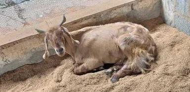 Light Brown Bore Goat