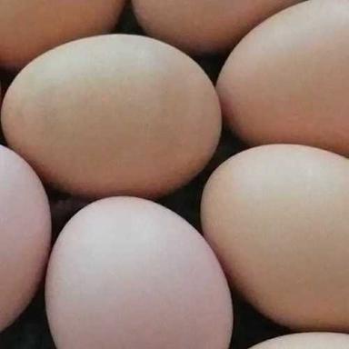 Fresh Kadaknath Chicken Eggs