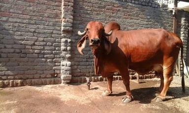 Milk Yielding Gir Cow Gender: Female