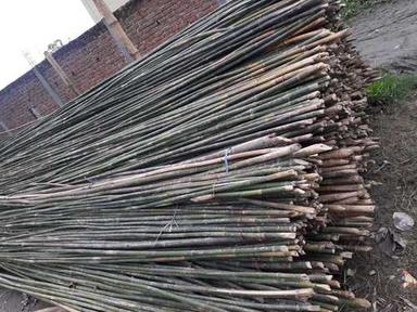 Green Bamboo For Agriculture And Construction Purpose