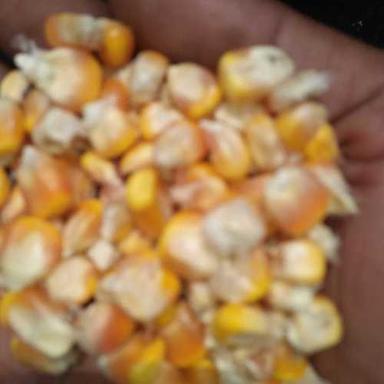 Natural Yellow Maize (Corn) Admixture (%): Nill