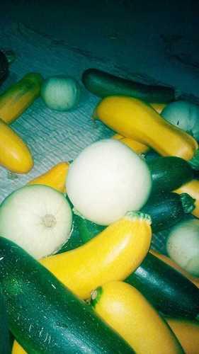 Fresh Dark Green Zucchini Shelf Life: 1 Months