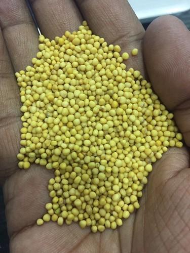 Common Natural Yellow Mustard Seeds