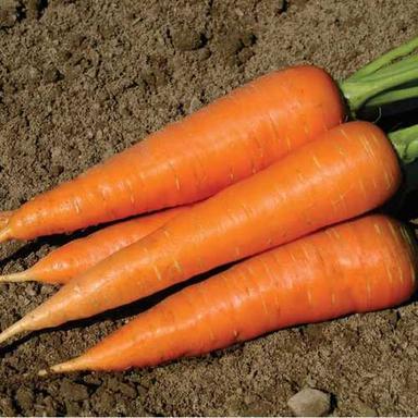 Natural Pure Fresh Carrot Application: Food
