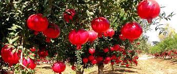 Red Fresh Pomegranate