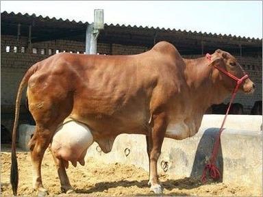 Milking Sahiwal Cow Moisture (%): 80%